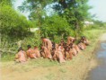 /album/safai-abhiyaan-14-nov-2014-to-19-nov-2014/img-20141002-082903-jpg/